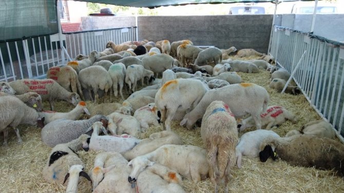 MHP’den Manavgat’a büyükbaş ve küçükbaş hayvan desteği