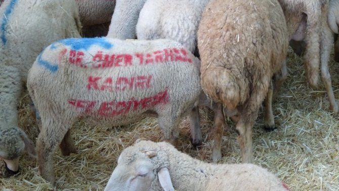 MHP’den Manavgat’a büyükbaş ve küçükbaş hayvan desteği