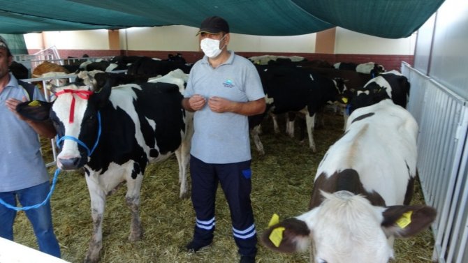 MHP’den Manavgat’a büyükbaş ve küçükbaş hayvan desteği