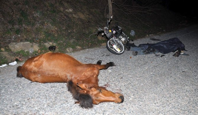 Motosiklet Yarış Atına Çarptı: 1 Ölü, 2 Yaralı