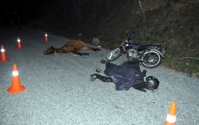 Motosiklet Yarış Atına Çarptı: 1 Ölü, 2 Yaralı