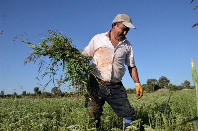 (Özel) Dünyanın kekiği Denizli’de hasada hazırlanıyor