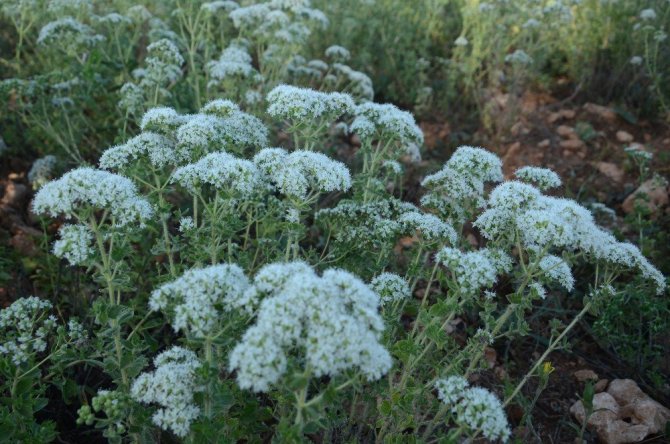 (Özel) Dünyanın kekiği Denizli’de hasada hazırlanıyor