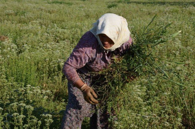 (Özel) Dünyanın kekiği Denizli’de hasada hazırlanıyor