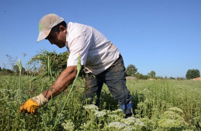 (Özel) Dünyanın kekiği Denizli’de hasada hazırlanıyor