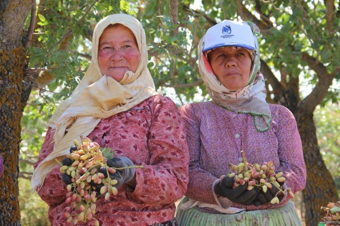 (Özel haber) Antep’in fıstığı Manisa’dan
