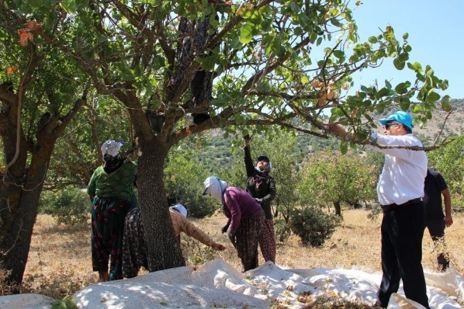 (Özel haber) Antep’in fıstığı Manisa’dan