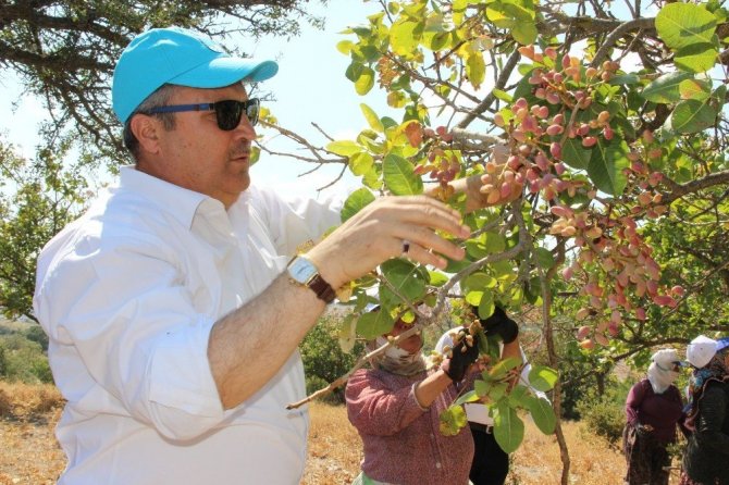 (Özel haber) Antep’in fıstığı Manisa’dan