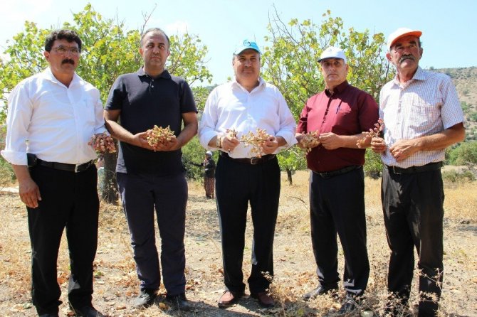 (Özel haber) Antep’in fıstığı Manisa’dan