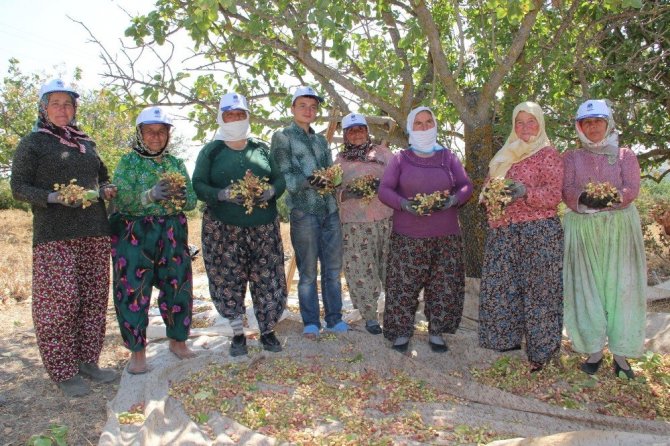 (Özel haber) Antep’in fıstığı Manisa’dan
