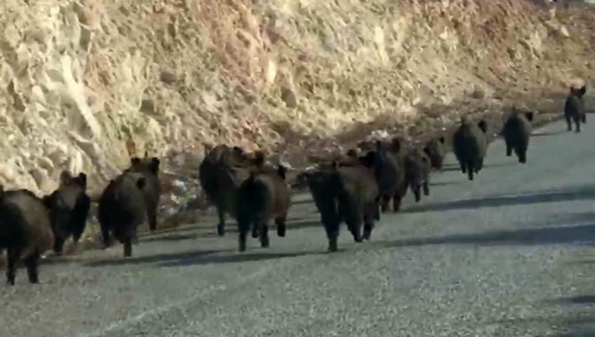 (Özel) Kara yoluna çıkan domuz sürüsünün şaşırtıcı görüntüsü