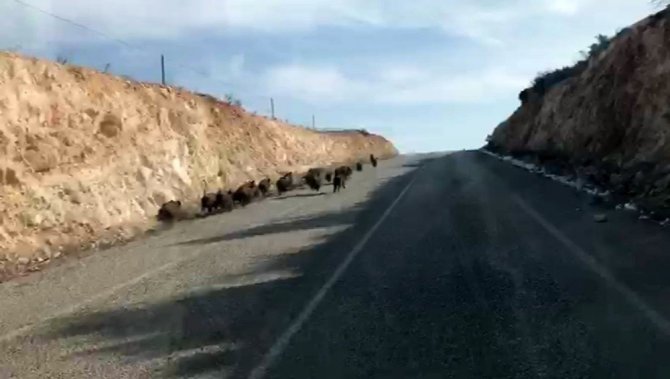 (Özel) Kara yoluna çıkan domuz sürüsünün şaşırtıcı görüntüsü