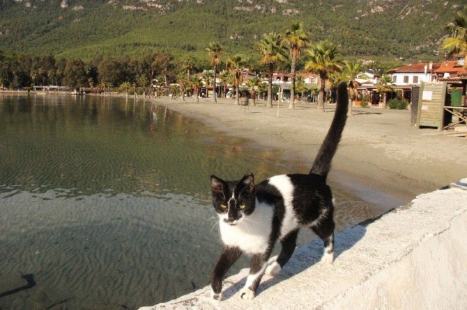 Sakin kent kedi ve köpeklere kaldı