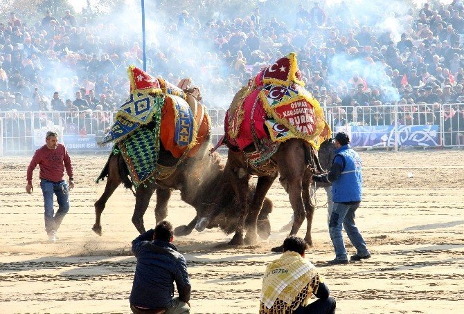Şampiyon Develer Kozlarını Efeler Diyarı Aydın’da Paylaştı