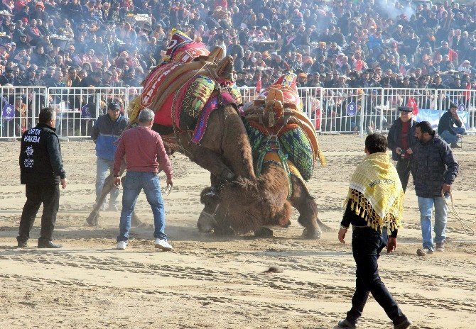 Şampiyon Develer Kozlarını Efeler Diyarı Aydın’da Paylaştı