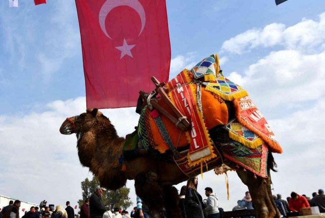 Söke 7. Geleneksel Deve Güreşi Festivali yoğun ilgi gördü