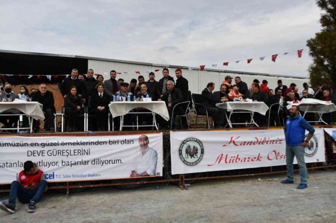 Söke 7. Geleneksel Deve Güreşi Festivali yoğun ilgi gördü
