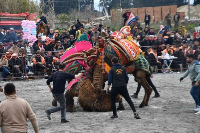 Söke 7. Geleneksel Deve Güreşi Festivali yoğun ilgi gördü