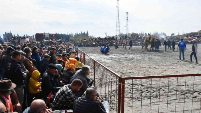 Söke 7. Geleneksel Deve Güreşi Festivali yoğun ilgi gördü