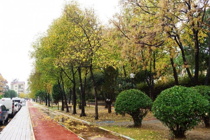 Sonbahara veda edemeyen şehir, sarıya büründü