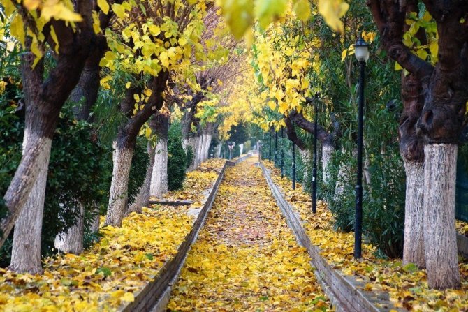 Sonbahara veda edemeyen şehir, sarıya büründü