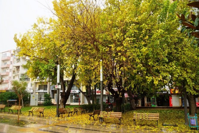 Sonbahara veda edemeyen şehir, sarıya büründü