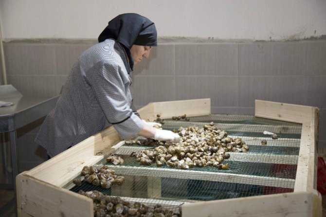 Türkiye’nin ilk salyangoz üretim çiftliği Kuşadası’nda kuruldu
