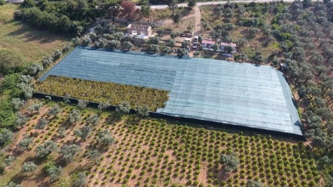 Türkiye’nin ilk salyangoz üretim çiftliği Kuşadası’nda kuruldu
