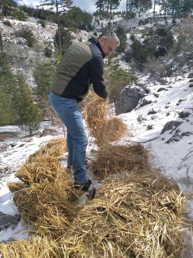 Yaban hayvanları için yem