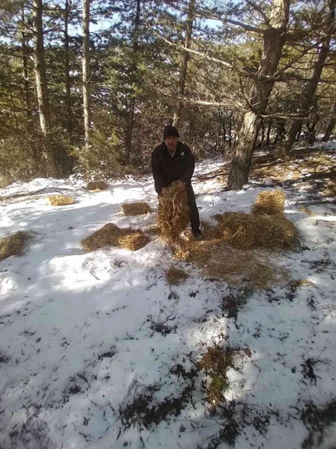 Yaban hayvanları için yem