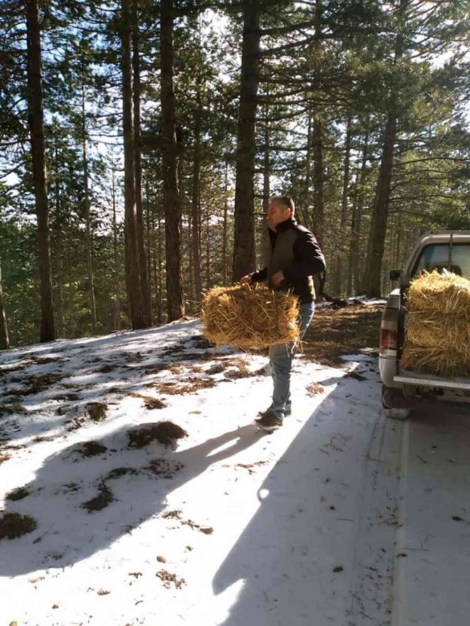 Yaban hayvanları için yem