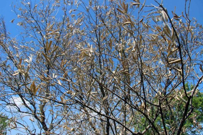 Zeytin ağaçlarında korkutan kuruma