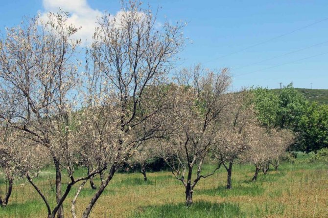 Zeytin ağaçlarında korkutan kuruma