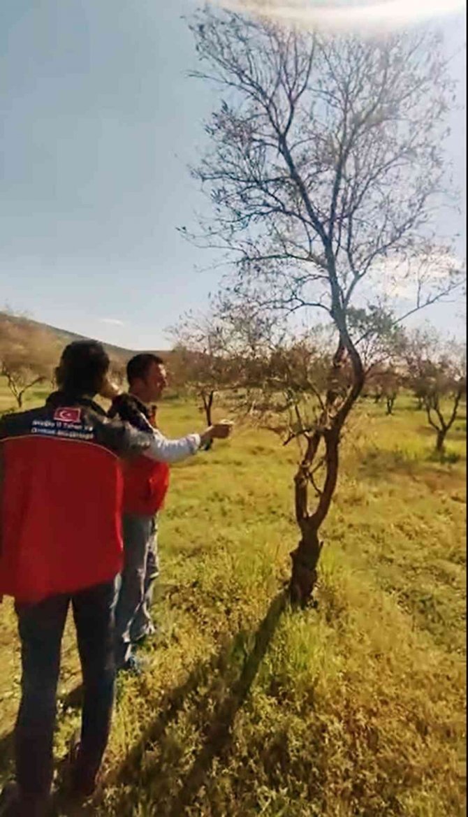 Zeytin ağaçlarında korkutan kuruma